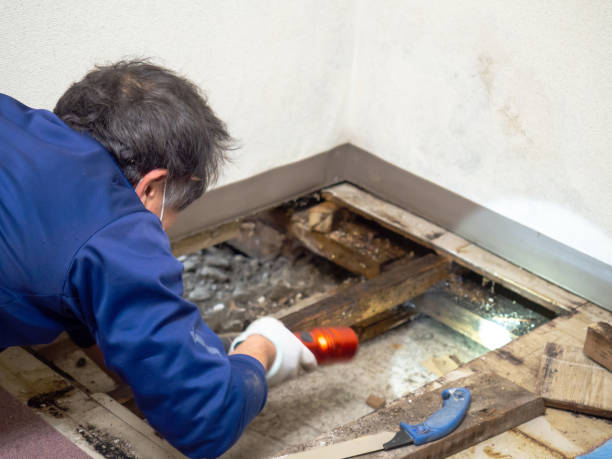 Best Mold Removal and Inspection  in Sedgwick, KS