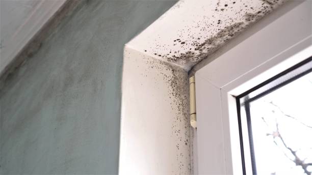 Trusted Sedgwick, KS Mold Removal Experts