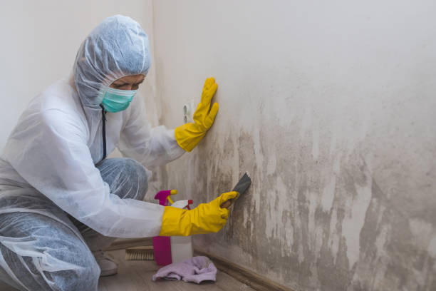 Best Toxic Mold Removal  in Sedgwick, KS