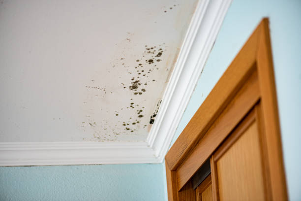 Mold Removal and Inspection in Sedgwick, KS