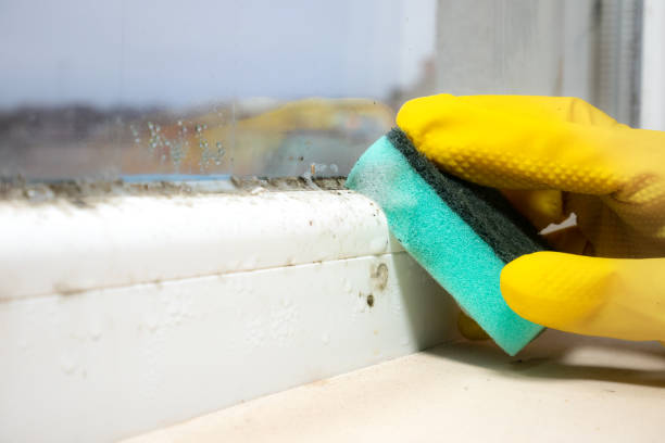 Best Same-Day Mold Removal  in Sedgwick, KS