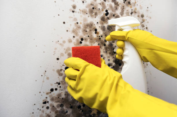 Best Office Mold Removal Services  in Sedgwick, KS
