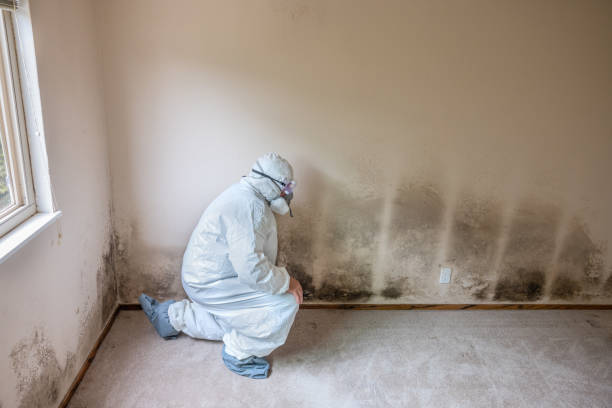 Best Mold Testing  in Sedgwick, KS