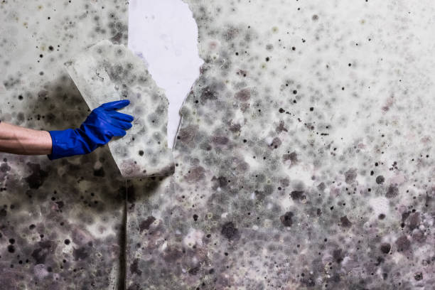 Best Black Mold Removal  in Sedgwick, KS