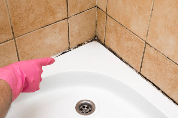 Best Mold Removal Process  in Sedgwick, KS